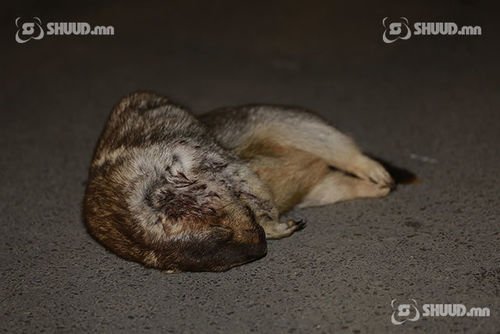 Дахин нэг хүн тарваган тахлаар нас барлаа